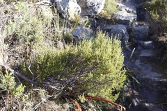 Cliffortia atrata