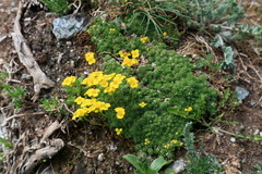 Draba rigida
