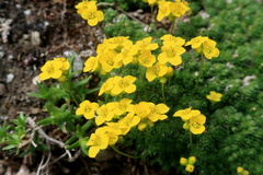 Draba rigida