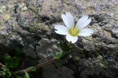 Alsineae