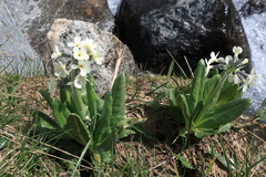Primula