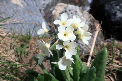 Primula bayernii