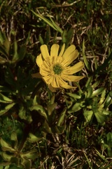 Ranunculus peduncularis