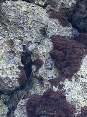 Acanthopleura granulata