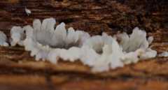 Radulomyces copelandii