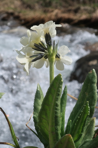 Primula bayernii