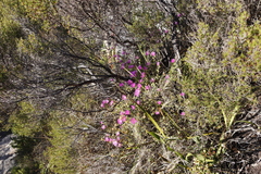 Lampranthus falciformis