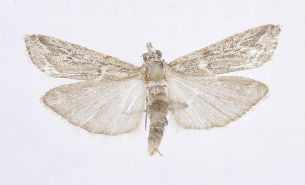 Epischidia caesariella