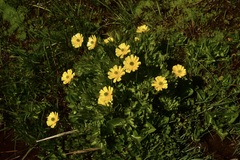 Ranunculus peduncularis