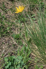 Doronicum caucasicum