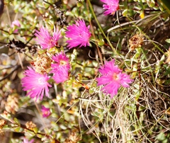 Lampranthus falciformis