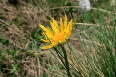 Doronicum caucasicum