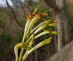 Dendrophthoe falcata