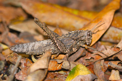 Xyleus discoideus
