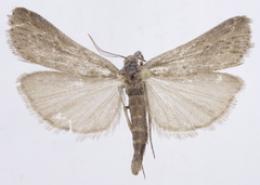 Seeboldia korgosella