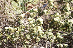Phylica dioica