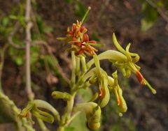 Dendrophthoe falcata