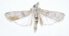 Tephris cyriella