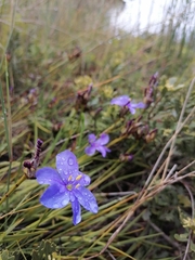 Aristea glauca