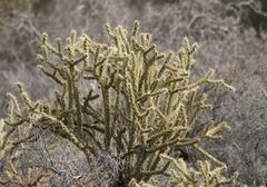 Cylindropuntia acanthocarpa acanthocarpa
