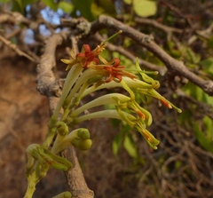 Dendrophthoe falcata