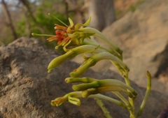Dendrophthoe falcata