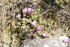 Lampranthus falciformis