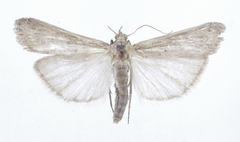 Tsaraphycis mimeticella