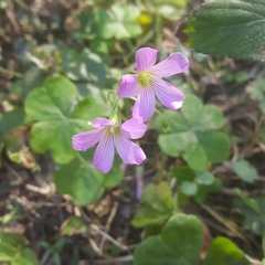 Oxalis triangularis