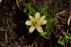 Caltha sagittata