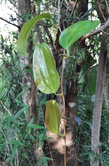 Smilax anceps