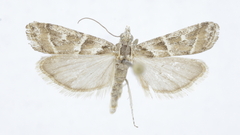 Vietteia terstrigella