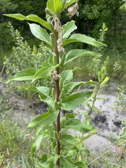 Oenothera rubricaulis