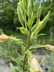 Oenothera rubricaulis