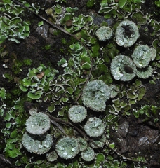 Cladonia pyxidata