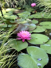 Nymphaea rubra