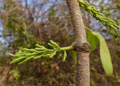 Dendrophthoe falcata
