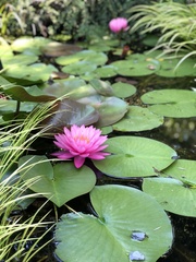 Nymphaea rubra
