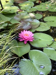 Nymphaea rubra