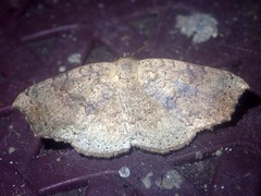 Mesosciera orientalis