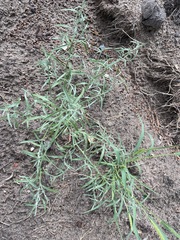 Corispermum hyssopifolium