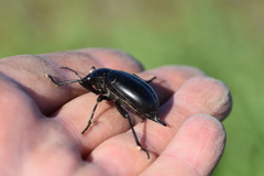 Blaps lusitanica