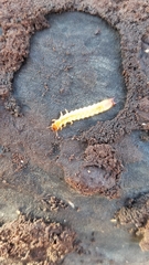 Neopyrochroa flabellata