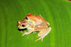 Dendropsophus