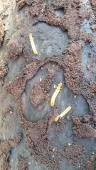 Neopyrochroa flabellata