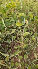 Smilax anceps