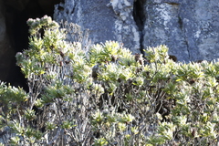 Protea lepidocarpodendron