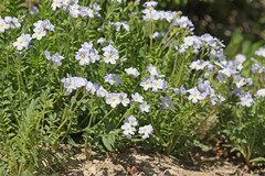 Polemonium pulcherrimum delicatum