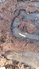 Neopyrochroa flabellata