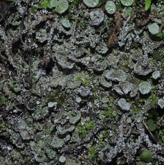 Cladonia pyxidata